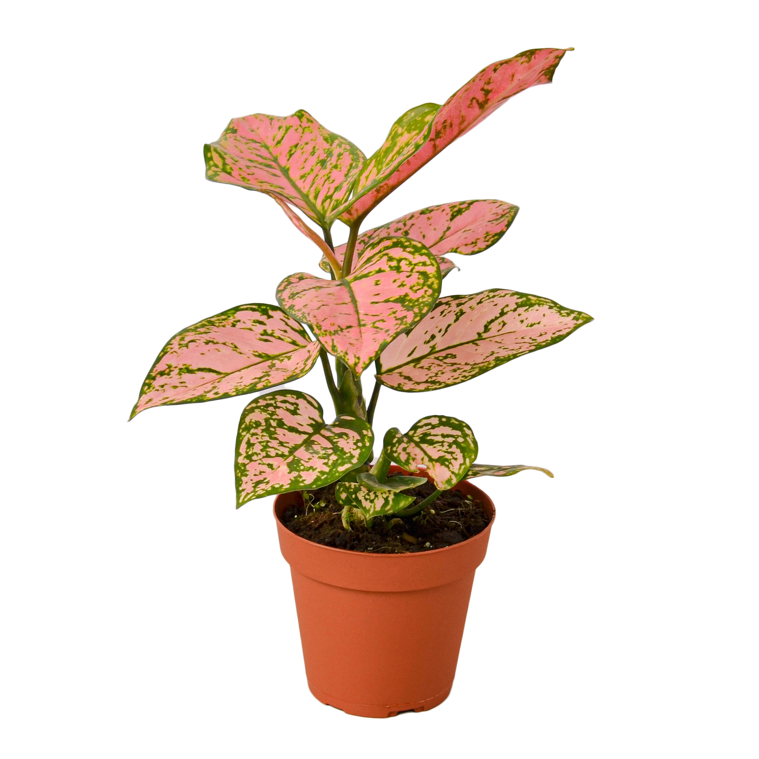 1-ChineseEvergreen-LadyVal-4+